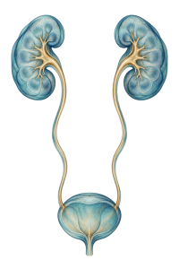 Expertiză în urologie modernă și chirurgie minim invazivă